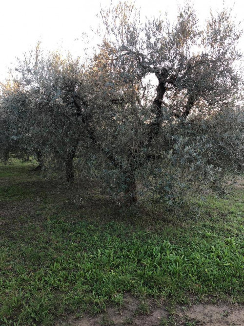 Vai alla scheda: Terreno Agricolo Vendita Empoli